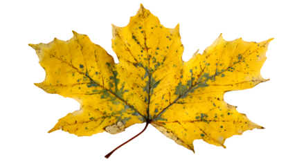 a close-up of a yellow maple leaf mid-decay, realistic texture, isolated on white background