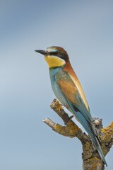 Vibrant European bee-eater on a branch