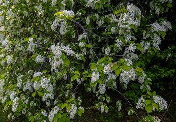 Blooming white fragrant bird cherry