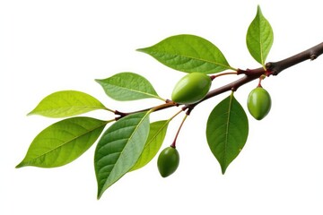 Isolated branch with seed pods and leaves on white background, trees, stark