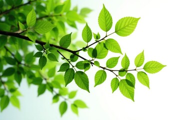 Isolated tree branches with leaves on a white background, foliage, abstract, natural