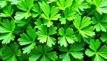 Parsley sprigs arranged in a repeating geometric pattern , repetition, decor, organic