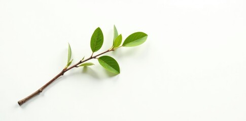 Single branch leaning against a white background with a few scattered leaves, branch, botanical, tree