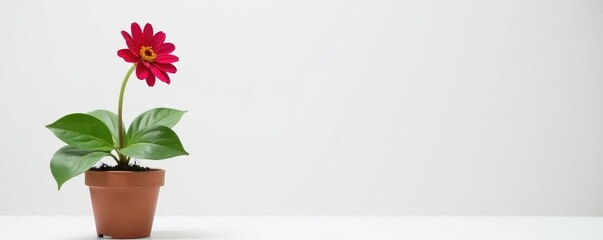 Single flower blooming in a pot on white background, flowers, blossum