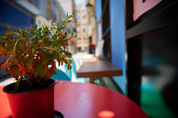 A potted plant sits on a red table. The plant is small and has green leaves. The table is located in a restaurant