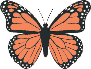 butterfly isolated on white