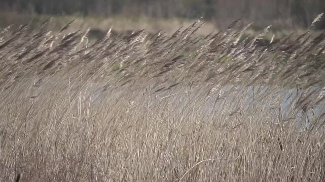 Tall grass reeds gently blowing and swaying in the wind, slow motion reed bed breeze stock video footage clip