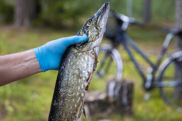 Closeup image of a freshly caught pike fish being held by a man wearing a blue glove in a forest environment in Finland. Bicyle on the blurred background
