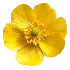 Bright yellow buttercup flower isolated on transparent background