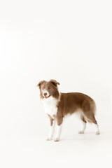 Naklejka premium young border collie dog with brown and white fur and yellow eyes staying and looking in front of it on white background
