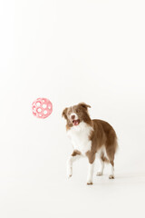 young border collie dog with brown and white fur and yellow eyes playing and catching pink pet toy ball on white background