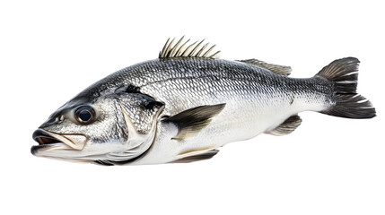 Obraz premium Fresh Sea Bass Fish Isolated on Transparent Background - Professional Stock Photo