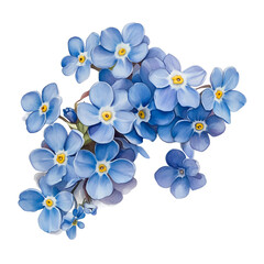 Cluster of blue forget-me-not flowers isolated on transparent background