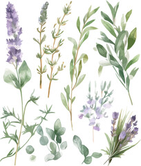Herbal plant watercolor set featuring mint, rosemary, sage, and lavender botanical illustrations for kitchen decor - vector illustration