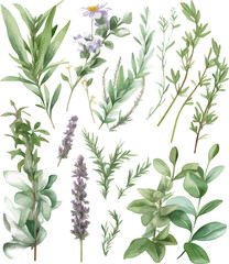 Detailed herbal plant watercolor set with mint, rosemary, sage, and lavender botanical art ideal for kitchen decor - vector illustration