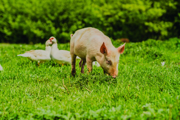 A pig grazes on lush green grass in a vibrant field while ducks rest nearby The sun casts a warm...