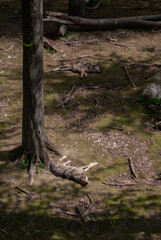 A couple of wolves resting in the wild