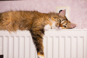 A tri-colored cat basking on a radiator with her eyes open and her paw hanging down.