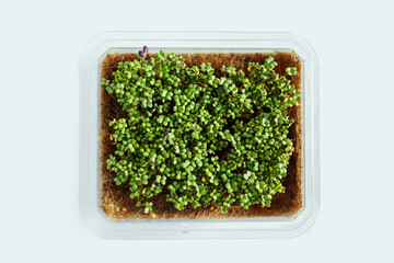 Microgreens sprouting on jute mats in plastic trays. Sprouted mustard seeds on white background.
