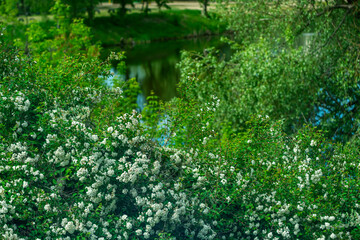 Spiraea is a May shrub with white flowers.