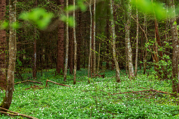 Anemone nemorosa, first spring flowers. Blooming glade in the forest.