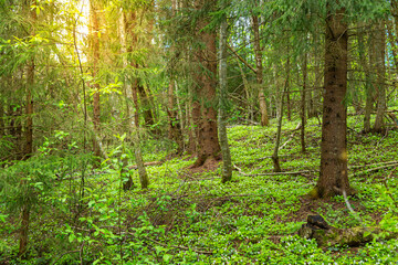 Obraz premium Anemone nemorosa, first spring flowers. Blooming glade in the forest.