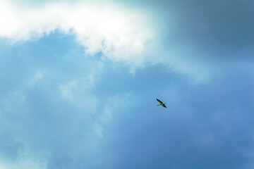 Stork soaring in cloudy sky. Natural background.
