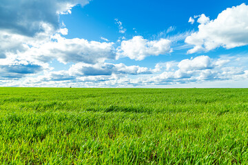 Obraz premium Green sprouts of wheat on the field and blue sky with white fluffy clouds. Growing cereals, agribusiness.