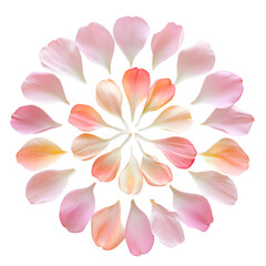 Fototapeta premium Floating petals arranged in mandala pattern soft isolated on transparent background