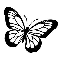 A black and white illustration of a butterfly, showcasing intricate wing details.
