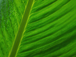 Tropical leaf detail, fresh dew drops on ribbed green surface.