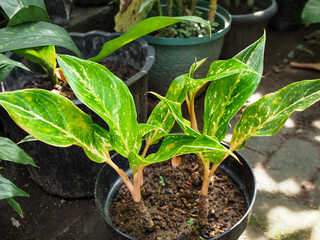 Aglaonema First Diamond or Aglaonema foliage, Spring Snow Chinese Evergreen. Potted Aglaonema leaf in the garden. Chinese Evergreen Plants Thailand Siam Aurora Air purifier tree.