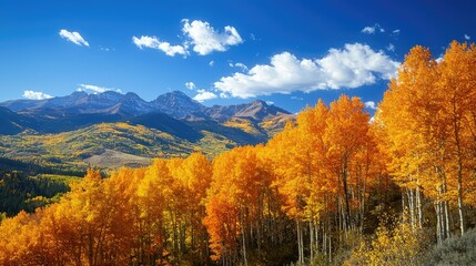 Fototapeta premium The fiery hues of fall stretching across a mountain range, with golden aspen trees standing out against the blue sky.