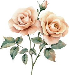Classic vintage roses watercolor painting with soft pastel colors and delicate floral arrangement in artistic style - vector illustration