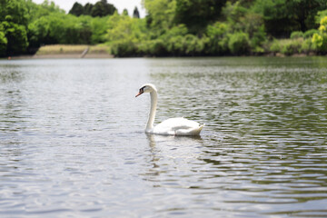 コブハクチョウ