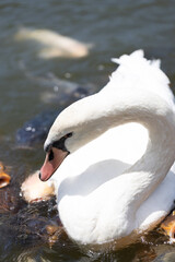 Obraz premium コブハクチョウと鯉