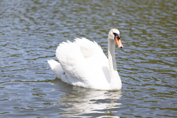 Obraz premium コブハクチョウ