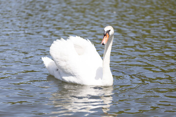 コブハクチョウ