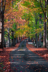 Naklejka premium Curved road covered by autumn foliage trees.