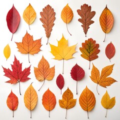 Autumn Tree Leaves Collection on White Background &ndash; Ultra HD Flat Lay