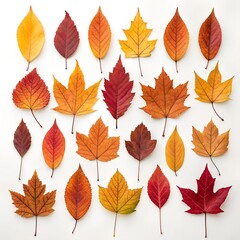 Autumn Tree Leaves Collection on White Background &ndash; Ultra HD Flat Lay
