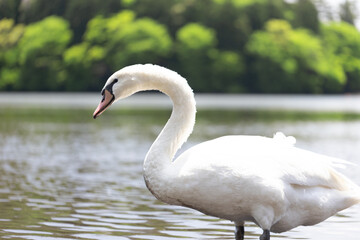 コブハクチョウ