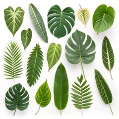 Tropical Leaves Collection on White Background – Ultra HD Top-Down View