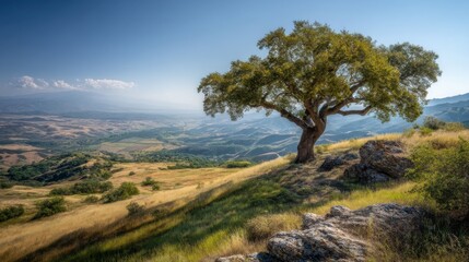 Obraz premium Lone Oak Tree on Hillside Overlooking Valley, Showcasing Environmental Stewardship and Natural Beauty for Travel and Tourism : Generative AI