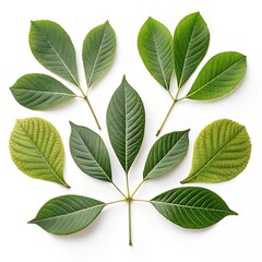 Obraz premium Isolated Tree Leaves Collection on White Background – Ultra HD 8K Flat Lay