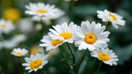 Obraz premium Close-Up of Blooming Daisies in Natural Light, Symbolizing Springtime Renewal and Environmental Awareness for Nature-Themed Campaigns : Generative AI