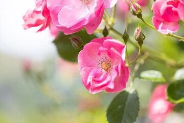 Obraz premium ピンク色のバラの花