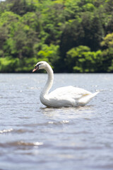 Obraz premium コブハクチョウ