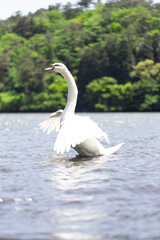 翼を広げるコブハクチョウ