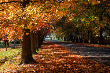 Beautiful yellow autumn foliage trees in the street.